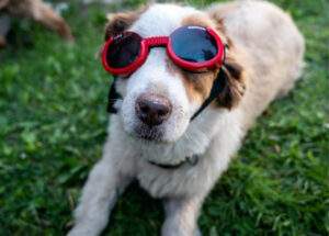 Dog wearing ridding goggles sitting on green grass