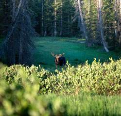 A moose staring from in-between the forest trees